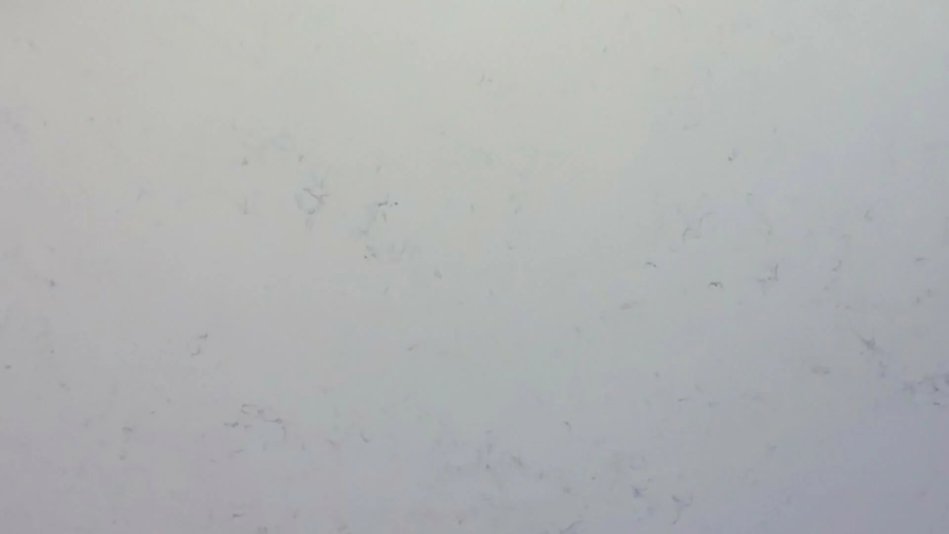 CARRARA WHITE QUARTZ - Image 2